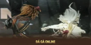 Hướng Dẫn Cách Chơi Đá Gà Sabong Tại 98WIN Để Thắng Lớn Nhanh Chóng